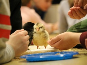 Michael Cherry's Grade 1 Class feeds and plays with their baby chicks at Millgrove Elementary in Spruce Grove this past week.