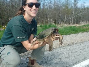 Tricia Stinnissen, Parks Canada Resource Conservation Officer, held a Snapping turtle at Bruce Peninsula National Park at a crossing on Hwy. 6, May 18, 2017. Supplied photo