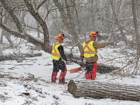 Team Rubicon members formulate a plan to clear damaged and fallen trees near D'Aubigny Creek Park on Tuesday. (Brian Thompson/The Expositor)