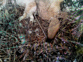 The carcasses of 15 coyotes were found in a ditch along Township Road 515A, in the North Cooking Lake area south of Sherwood Park.