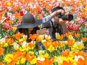 Many photographers enjoyed the tulips in Ottawa's Commissioners Park in this photo from 2017. The annual Canadian Tulip Festival gets underway in Ottawa and runs from May 11 to 21. (File photo/Postmedia Network)