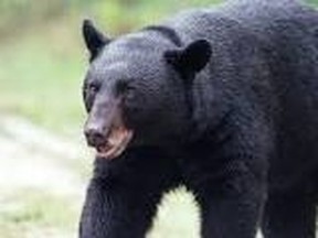 Black bear