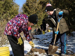 Romeo students Deegan Kreis, right, and Kandi Bauer team up to plant a tree during an Earth Day event in Greenwood Park on Friday, April 20, 2018 in Stratford, Ont. Terry Bridge/Stratford Beacon Herald/Postmedia Network