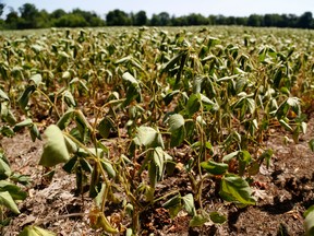 A soybean farm near Brockville, Ont. is shown in this file photo. (File photo/Postmedia Network)