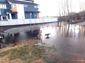 Geese enjoy a flooded walking path along Burbury Close in the Salisbury Village area of Sherwood Park on April 22. The flooding had dissipated by April 24.

Twitter Photo