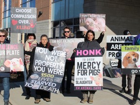 Members of KW Animal Save and London Pig Save hold a vigil outside the provincial offences court office in Simcoe on Thursday prior to the sentencing of Benjamin Stein, who earlier pleaded guilty to animal cruelty charges after 1,500 hogs died at his farm near Frogmore last year. MICHELLE RUBY/POSTMEDIA NEWS
