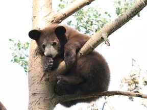 Doyle, a bear from the Cochrane Research Institute's last official intake of cubs in 2010, hangs out in one of their medium-sized enclosures in Cochrane, Alta.