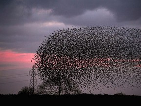 Starlings put on a display as they gather in murmurations in Gretna, Scotland. It is thought that starlings flock together in large groups because it makes it difficult for predators to target a single bird. It also keeps them warm. (Jeff J. Mitchell/Getty Images)