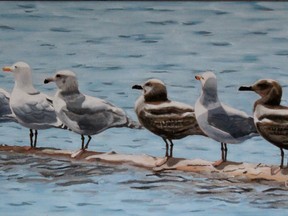 Emerging artist Diane Denison’s rendering of “The Seven Seagulls” is one of the pieces she will exhibit at her first solo show, “Birds, Land, and Sky”, in the Mini Gallery at BACS, showing until May 24.