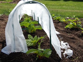 The best method for growing cucurbits (which includes broccoli, cabbage, Brussel sprouts and kale) is under a "veggie tunnel". A loosely-spun polyester fabric suspended by U-shaped supports is a great, low cost, pesticide-free answer to cabbage moth.