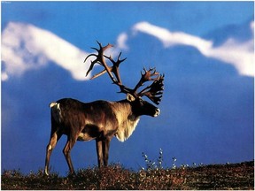 A file photo of a Woodland Caribou, courtesy of the Canadian Parks and Wilderness Society (Postmedia Wire)
