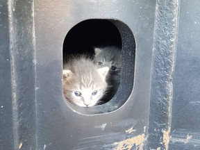 A pair of orphaned kittens peers out of a compartment on an excavator. The two travelled all the way from Toronto to Sudbury aboard the machine, which was towed north on a flatbed for use at a construction project. (Photo supplied)