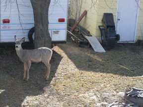 This deer was photographed in the Eakin backyard and there is plentiful evidence on the ground of previous visits from this and other local deer.