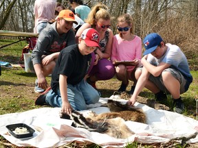 During the Huron Perth Envirothon Competition at the T.J. Dolan Natural Area in Stratford Wednesday morning, a team of grade 7 and 8 students from South Huron District High School put their knowledge of wildlife to the test by identifying the fur and bones of various animal species. Pictured from left are Darius Stuckless, Abby Haines, Elizabeth Benoit, Samantha Baker, and Preston Keyes. Galen Simmons/The Beacon Herald/Postmedia Network