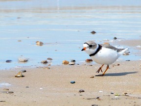 A piping plover scurries along the sand at Sauble Beach on Wednesday, May 2, 2018. DENIS LANGLOIS/THE SUN TIMES