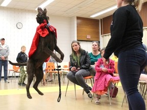 Cooper, a chocolate labradoodle, jumps for a ball thrown by owner Tansley Hayes, following the first Pet Parade at LP Miller School on Sunday, April 29.