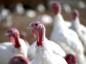 What’s a snood? It’s the fleshy growth that hangs down over the beak of a turkey. File photo by Justin Sullivan/Getty Images