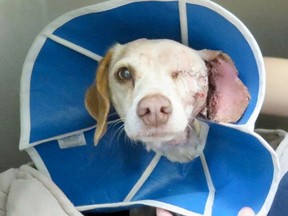 Sadie Mae had surgery in the OHS. OTTAWA HUMANE SOCIETY