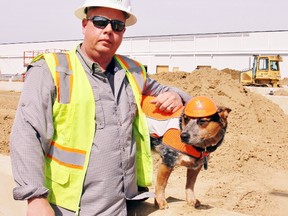 Langton-area marijuana producer Maricann has hired a goodwill ambassador to represent it at public events going forward. He’s Billy the Safety Dog, a blue heeler seen here with Maricann executive Jeff Ayotte. The 217,000-square-foot greenhouse facility now under construction in North Walsingham is indicative of the massive investment in marijuana now underway in Norfolk County.
