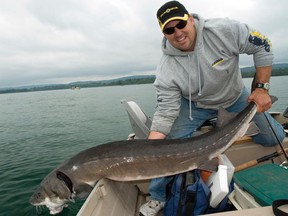 Rob Laframboise does his best to hoist a large sturgeon. JAMES SMEDLEY/SPECIAL TO THE STAR