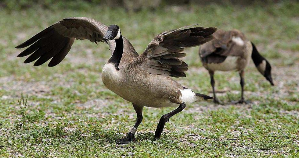 Bird sanctuary at Kingsville established over century ago