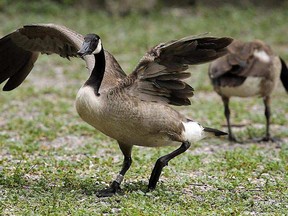 Jack Miner’s Bird Sanctuary at Kingsville is always worth the drive – but its best to come in early spring or late fall if you want to see a lot of geese. The sanctuary was established by Ohio-born Jack Miner in 1904. (File photo/Postmedia Network)