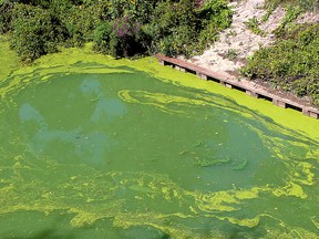 Cyanobacteria, known as blue-tree algae, was seen by the Lower Thames Valley Conservation Authority staff for the first time last year in a large concentration on the Thames River and McGregor Creek in Chatham, Ont. This photo was taken of McGregor Creek from the Sixth Street Bridge leading into Tecumseh Park in late August of 2017.  File photo/Postmedia Network