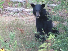 A black bear was caught in the act eating apples from Martha Martell’s apple tree near Mar, Aug. 27, 2017. Submitted photo