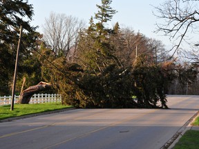 Strong winds Friday toppled trees throughout Brantford and Brant County, including this one blocking the road at Farrington Hill on Mount Pleasant Road. (Photo by N. Ross de St. Croix)