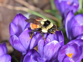 Joe Shorthouse/For The Sudbury Star
Crocuses not only add the first colour of spring to our gardens, they are welcomed by flower-feeding insects such as bumblebees and solitary bees that awaken from their winter hibernation sites with few options for food sources.