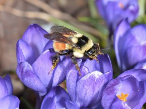 Crocuses not only add the first colour of spring to our gardens, they are welcomed by flower-feeding insects such as bumblebees and solitary bees that awaken from their winter hibernation sites with few options for food sources.
Joe Shorthouse/For Postmedia