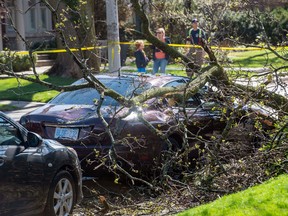 A Maserati parked on Golfdale Road, near Yonge Street and Lawrence Avenue, was badly damaged as strong winds uprooted trees and knocked out power in Toronto and across Ontario.

Photo by Victor Biro