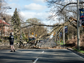 A fallen tree in Toronto caused by a wind storm that struck southern Ontario on May 4, 2018. PETER J. THOMPSON/NATIONAL POST