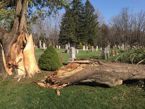 A tree that split in Greenwood Cemetery in Owen Sound during Friday's storm. (Photo by Amanda Tennant)