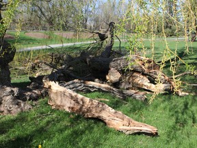 City parks-recreation workers are expected to be in Lorne Park on Tuesday morning to remove a branch that broke off a large willow tree during Friday's windstorm. It was among many trees damaged in the storm. (Vincent Ball/The Expositor)