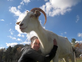 Supplied photo   
Sherry Milford gives Sunshine the goat a big hug after the Canadian Food Inspection Agency lifted a four-year quarantine on the goat last week. Milford and Yan Roberts operate Piebird Farm Sanctuary in Nipissing.