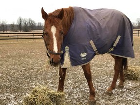 An 18-year former racehorse and therapy animal named Diamond Beau has found a permanent home after a family read about his story in a Postmedia newspaper article. (Facebook photo)