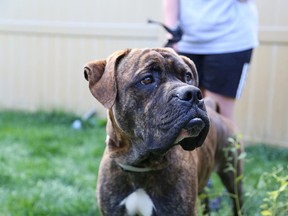 Mickey the brindle mastiff in 2016, after he was taken back in by Pet Save following a month on the loose. (John Lappa/Sudbury Star file photo)
