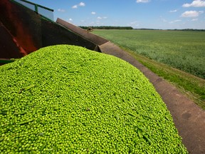 Tonnes of fresh peas, harvested at Chimo Farms southwest of London sits in a hopper after being off loaded from a combine. In three-four hours these peas will be flash frozen at the Bonduelle plant in Strathroy and in a warehouse ready for packaging. (Free Press file photo)