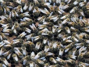 Some of the honey bees owned by Chris Hiemstra of Clovermead Adventure Farm in Aylmer (DEREK RUTTAN, Postmedia)