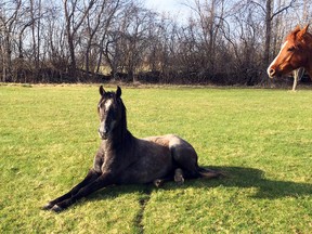 Submitted photo
Horses which escaped from a farm in Tyendinaga Township northeast of Belleville occupy another property Tuesday, May 1.