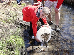 Trout release