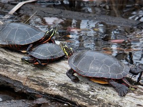 Outdoors photo turtles