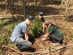 There were 70 trees planted in total at 150-175 cm tall. The species were a mix of serviceberry, white cedar, black cherry, red osier dogwood and blue beech.  (COURTESY OF NCC)