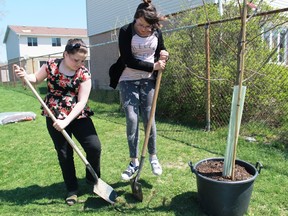 Colonel Cameron Public School students Hanna and Taylor do some digging for Tomorrow's Green Schools Today program on May 8.
CARL HNATYSHYN/SARNIA THIS WEEK