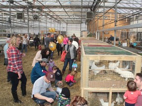 Kids, and their parents, visit the petting zoo at Dunvegan Gardens, located south of Fort McMurray, Alta., during an Easter egg hunt on Saturday March 26, 2016. Vincent McDermott/Fort McMurray Today/Postmedia Network