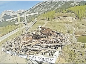 An osprey in Exshaw sits atop a FortisAlberta nesting platform just outside of Exshaw, Alberta. May 2018.