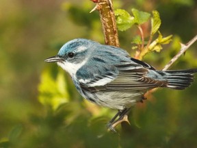 The beautiful cerulean warbler is a rare species. Even when it is around it is difficult to see since it usually likes to feed on insects way up in the canopy. (RICHARD O'REILLY/SPECIAL TO POSTMEDIA NEWS)