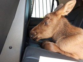 A baby moose, less than three days old, rides in the back of an OPP cruiser to the Wild At Heart Refuge Centre in Lively on Thursday. (Photo supplied)