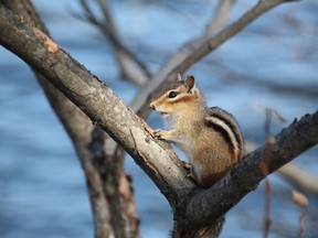 Outdoors photo chipmunk